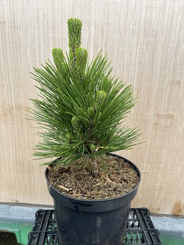 Japanese black pine - japanese,