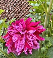 Dahlia Tuber 