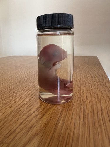 Large fetal rabbit wet - large,