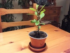 Euphorbia Milii - 'Crown of