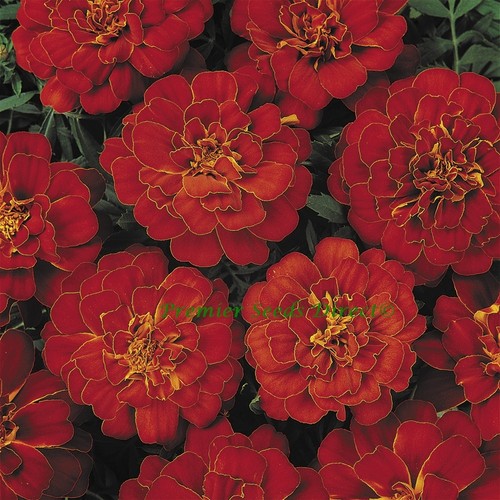 Flower marigold dwarf - marigold, french