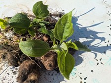 Jerusalem artichokes tubers