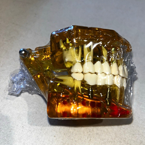 Dental typodont teeth jaw - typodont,