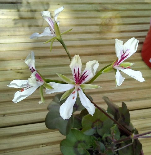 Pelargonium peltatum rare - pelargonium, peltatum,