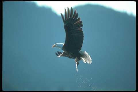 135004 bald eagle - 135004, carrying