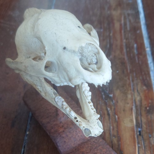 Real badger skull articulated - real,