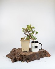 Cascade Juniper Bonsai Tree