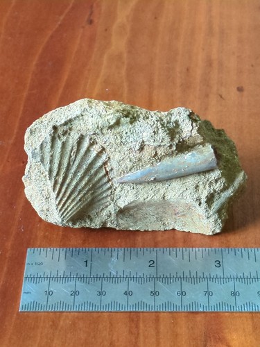 Fossil belemnite jurassic - fossil, belemnite,