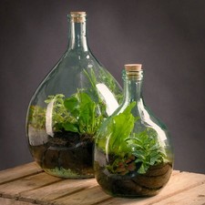 Recycled Glass Terrarium Belly