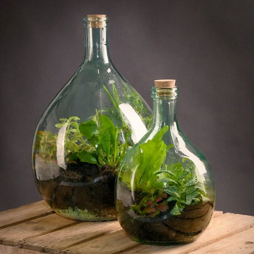 Recycled glass terrarium belly - glass,