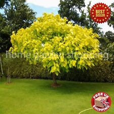 Stunning Catalpa Golden