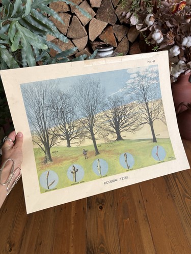 Vintage 50s macmillan - 50s,