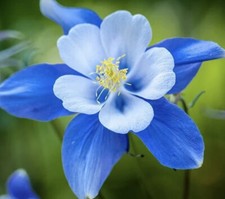 AQUILEGIA 25 SEEDS BLUE WHITE