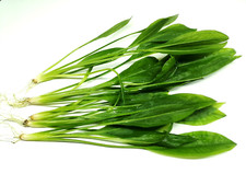 5x Amazon Sword Echinodorus Bleheri "Large" (25-35cm) Live Aquarium Plants