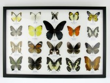 20 beautiful butterfly