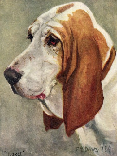 Basset hound vintage - vintage, 1934