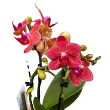 ‘Tiny Doll’ Phalaenopsis