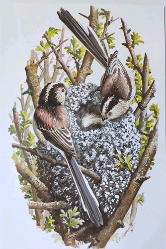 Tunnicliffe vintage long - vintage,