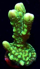 M.O.C. APPLEBERRY MONTIPORA FRAG-SPS/ FRAG/CORAL/MARINE