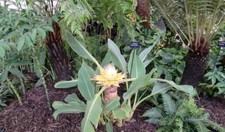 Musella lasiocarpa Musa Chinese dwarf banana 9cm Pot Outdoor Grown Hardy Z9