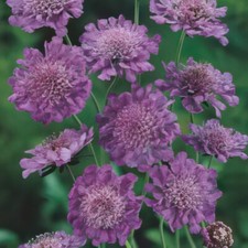 Scabiosa 'Butterfly Blue' Plug Plant x4. Perennial Blue-Purple pincushion flower