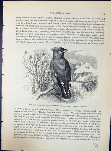 Old silk tail - silk-tail, bohemian