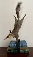 Grey Squirrel Taxidermy On