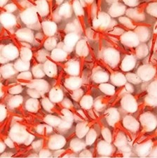 BAATI Pooja Diya 50 Cotton