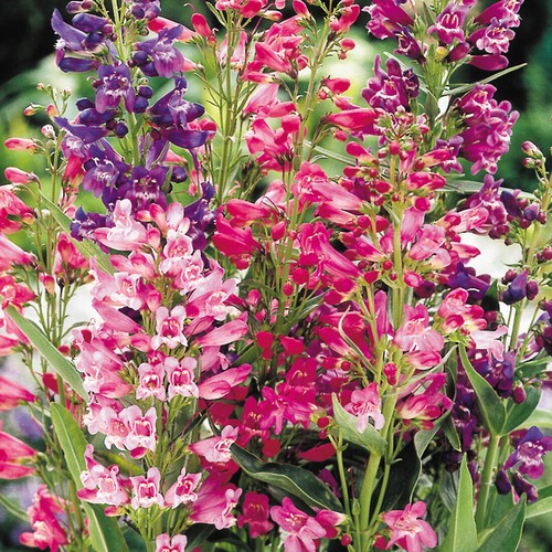 Vibrant penstemon mixed - vibrant,