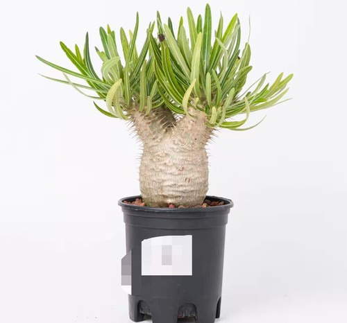 Pot 5cm pachypodium - 10.5cm, ssp
