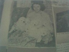 news item undated mrs freeman and her seven samoyed puppies