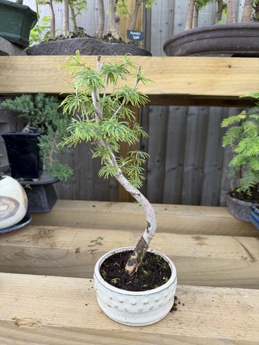 Potted bonsai tree pinus - tree,