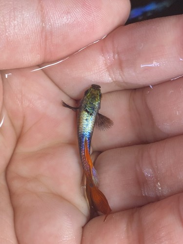 Guppy live fish - guppy,