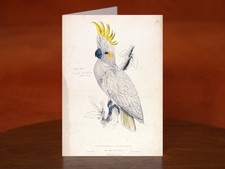 Plyctolophus Sulphureus