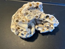 Ocean barnacle dead coral - barnacle, 4
