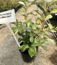 Elaeagnus x Ebbingei