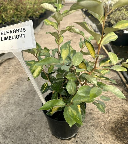 Elaeagnus ebbingei - x,