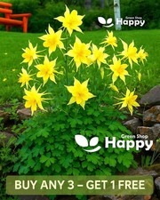 Golden Columbine Flower Yellow