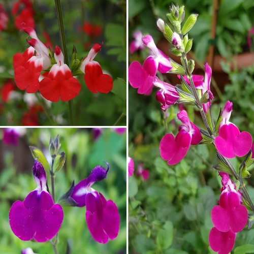 Salvia lips collection 9cm - collection,