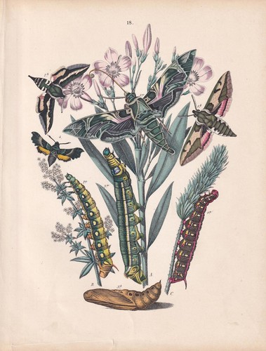 1883 hand coloured - 1883, moth