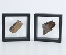 2 Tyrannosaurus rex T Rex