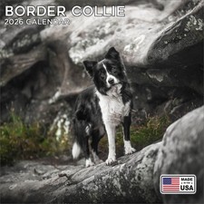 Border Collie Calendar 2026 -
