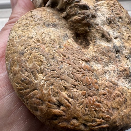 Hypocladiscites large - sp,