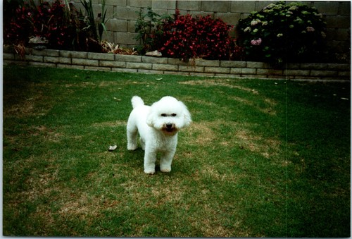 1980s cute small - cute, white
