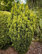  Taxus Baccata David Dense Yew