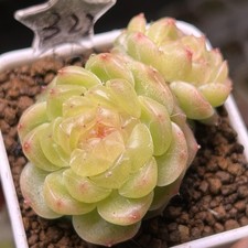 Exact Plant, Echeveria Sugar