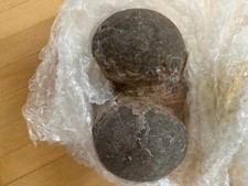 Genuine Dinosaur Fossil