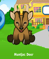 Webkinz Muntjac Deer Virtual