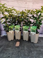 4 x 1L Prunus Angustifolia