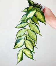 Hoya Polyneura Inner Variegated Fresh Cutting Plant